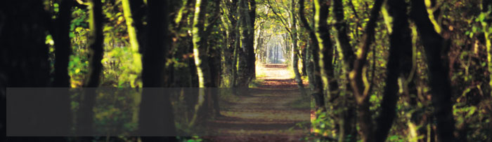 home page image